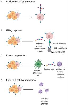 Frontiers | Cellular Therapeutic Approaches To Cytomegalovirus ...